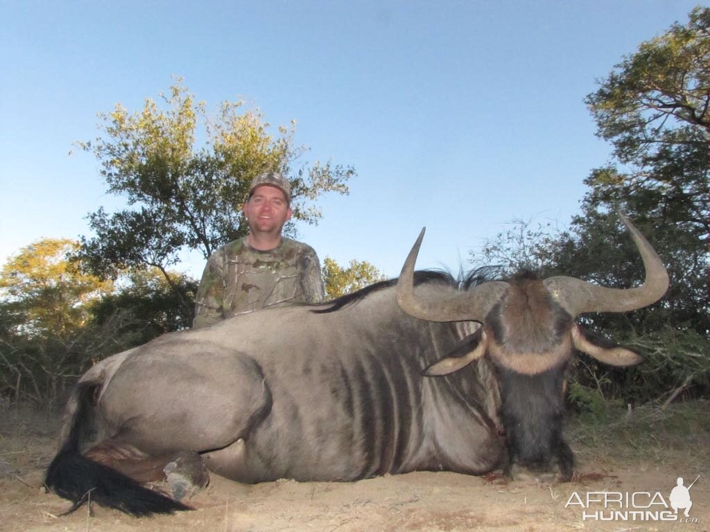 Hunt Blue Wildebeest in South Africa