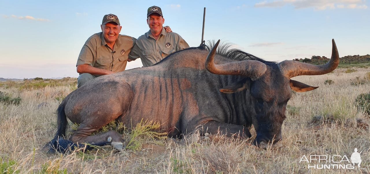 Hunt Blue Wildebeest in South Africa