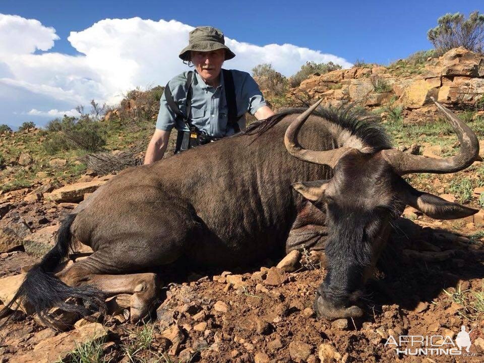 Hunt Blue Wildebeest in South Africa