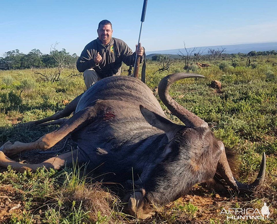 Hunt Blue Wildebeest in South Africa