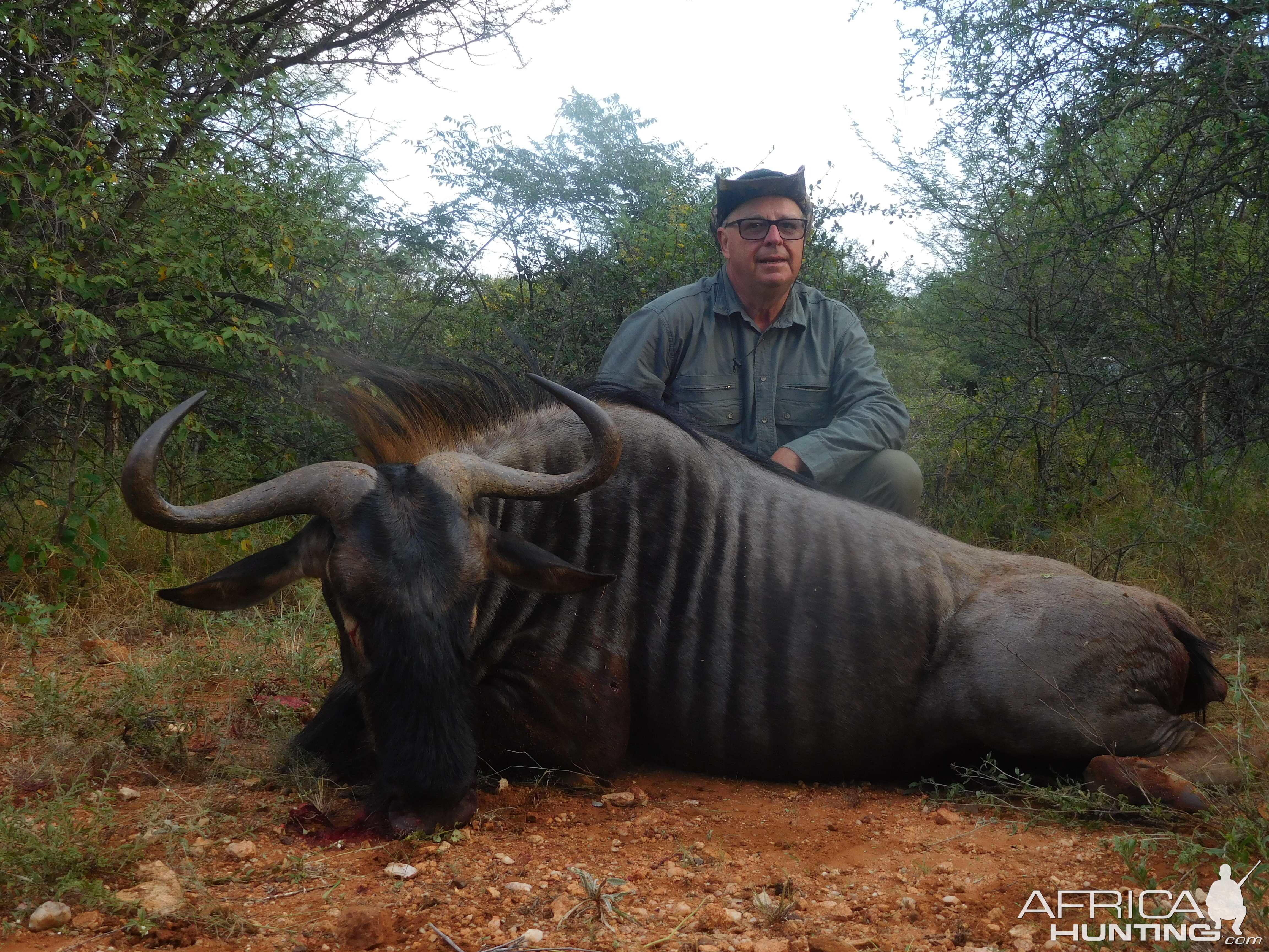 Hunt Blue Wildebeest in South Africa