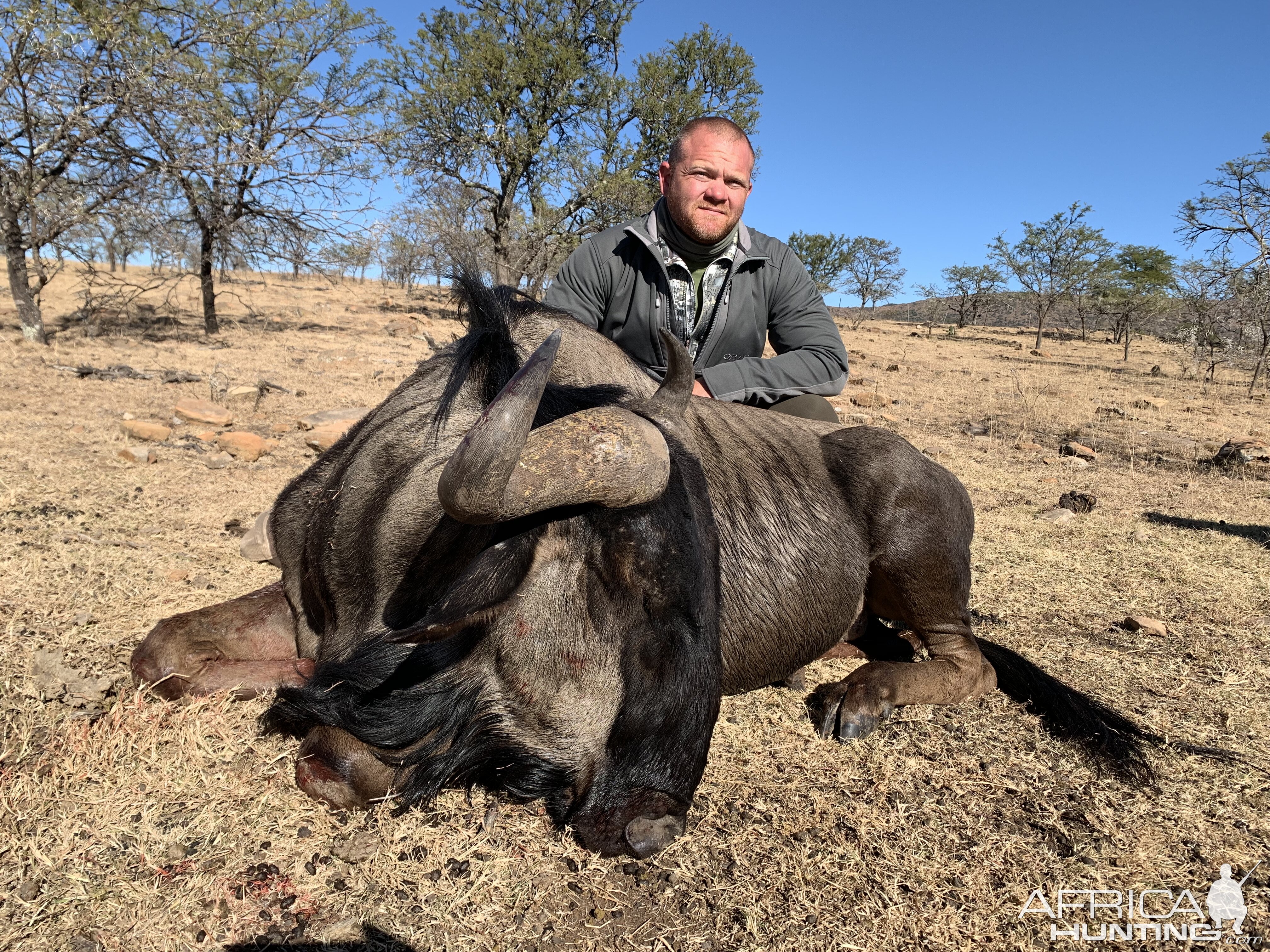 Hunt Blue Wildebeest in South Africa