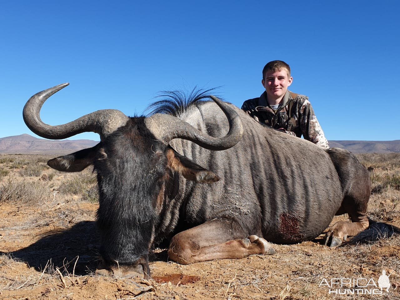 Hunt Blue Wildebeest in South Africa