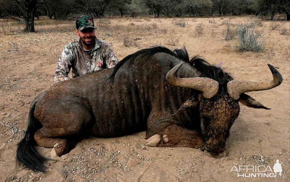 Hunt Blue Wildebeest in South Africa