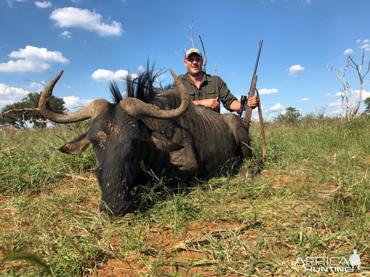 Hunt Blue Wildebeest in South Africa