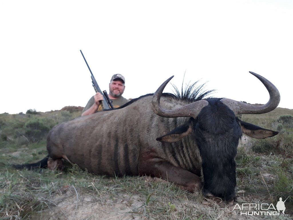 Hunt Blue Wildebeest in South Africa