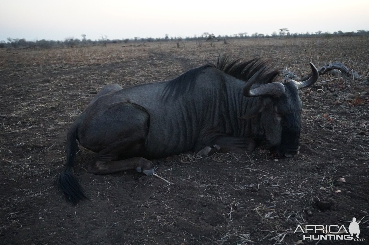 Hunt Blue Wildebeest in Zimbabwe