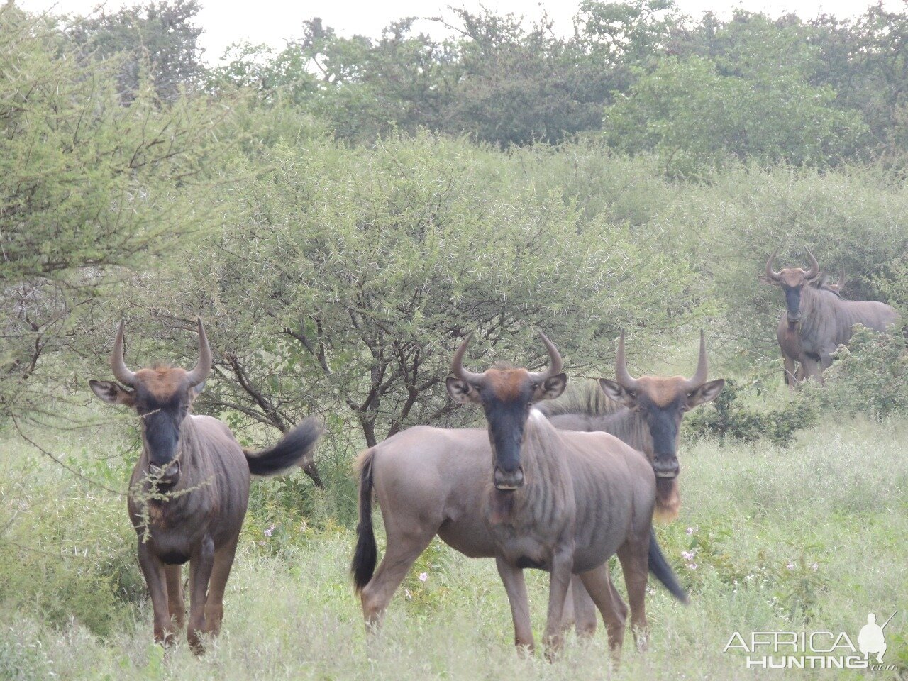 Hunt Blue Wildebeest South Africa