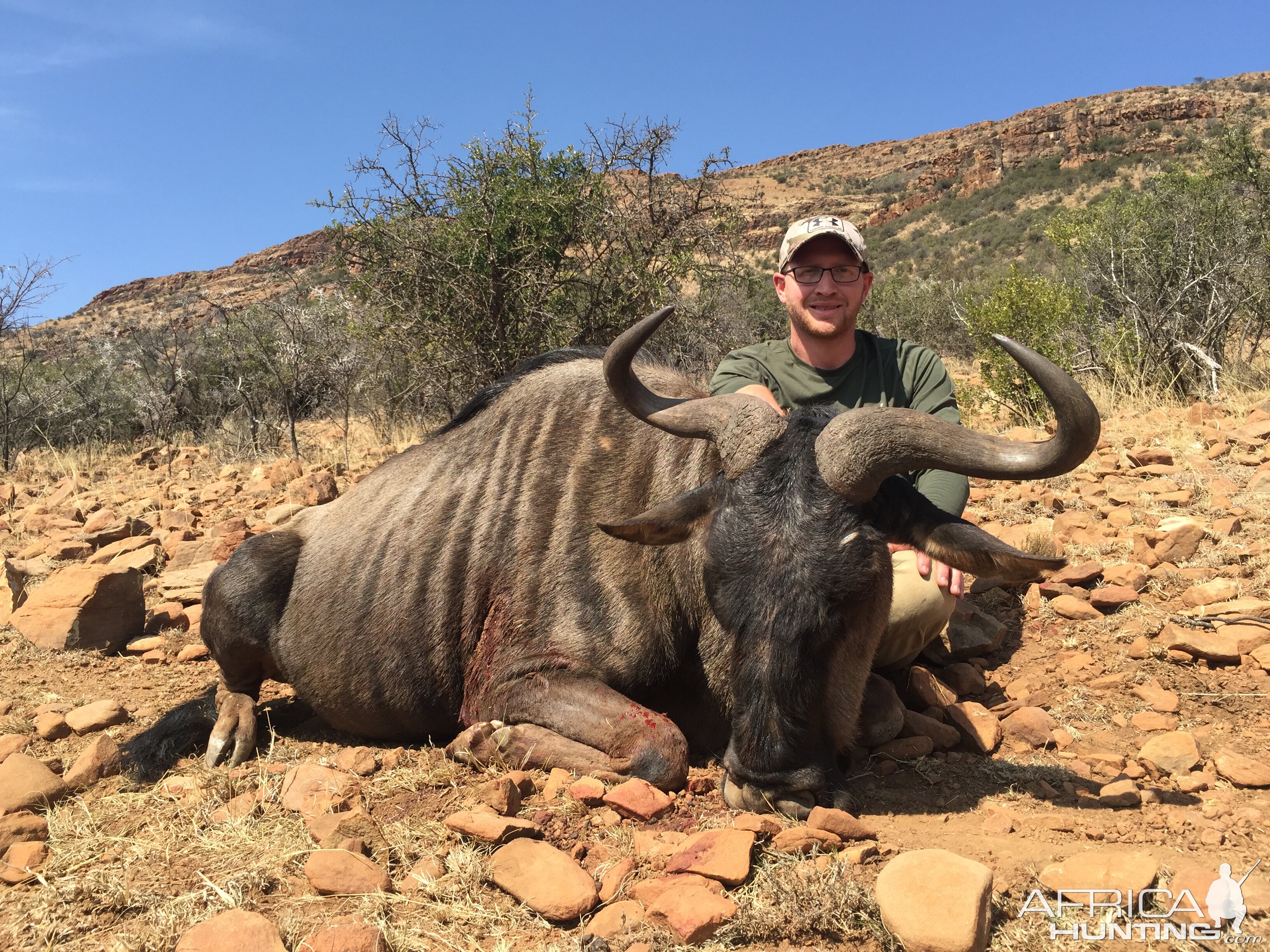 Hunt Blue Wildebeest South Africa