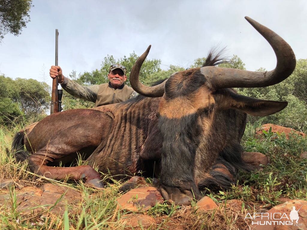 Hunt Blue Wildebeest South Africa