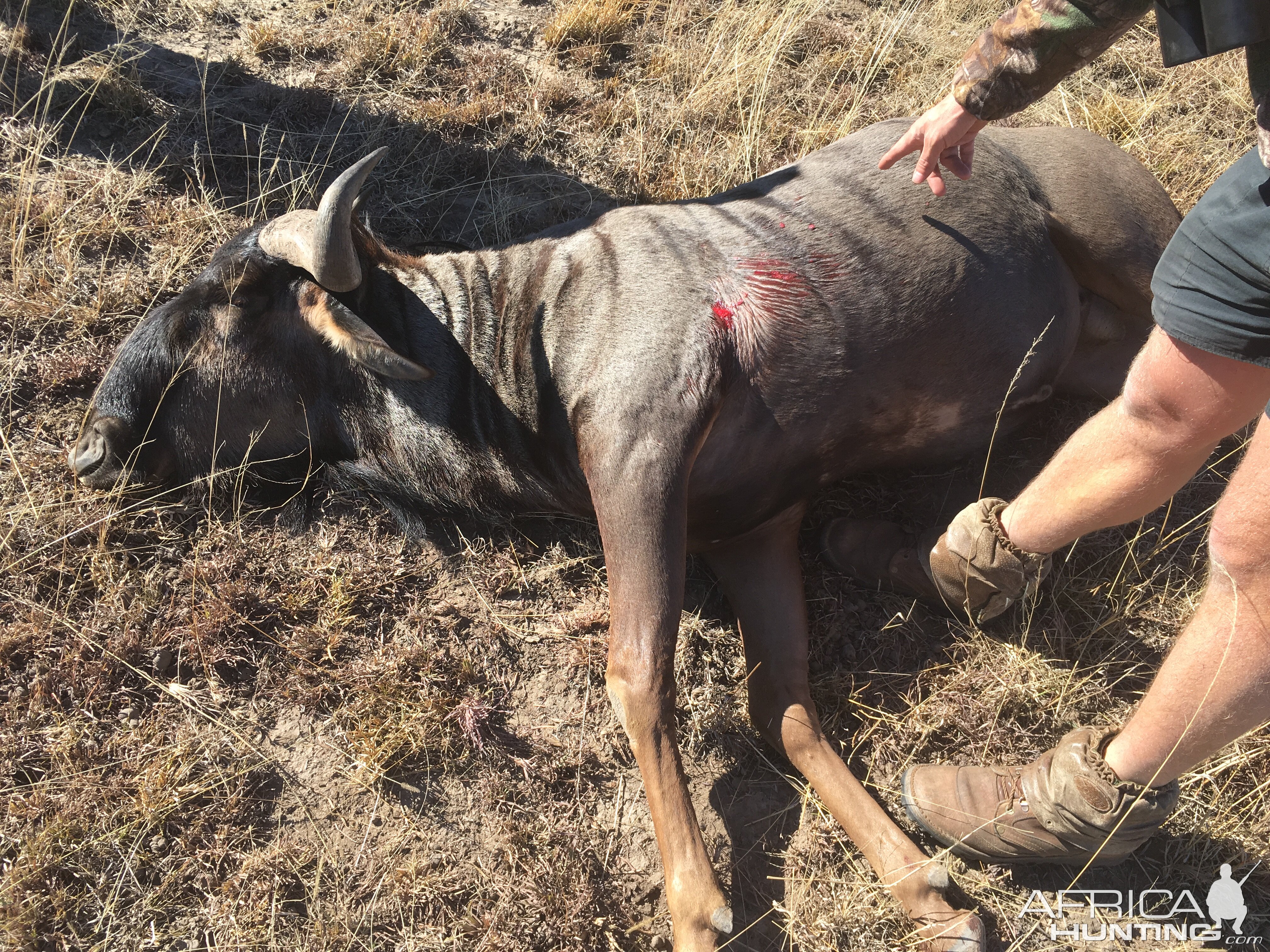 Hunt Blue Wildebeest South Africa