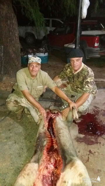 Hunt Boar in Argentina