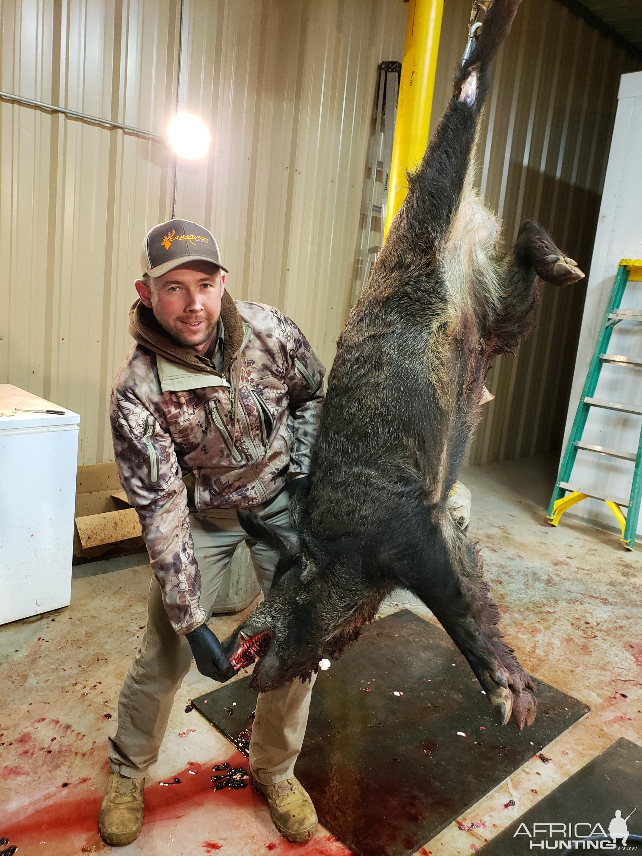 Hunt Boar in Texas USA