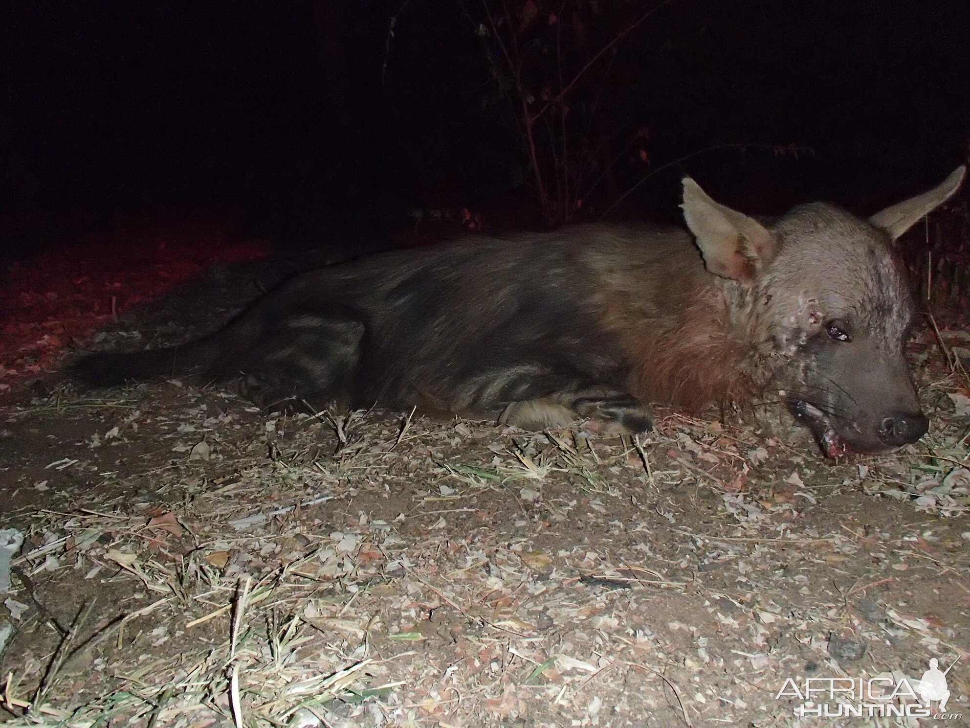 Hunt Brown Hyena in South Africa