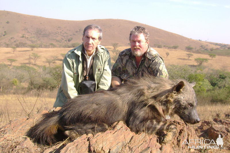 Hunt Brown Hyena South Africa