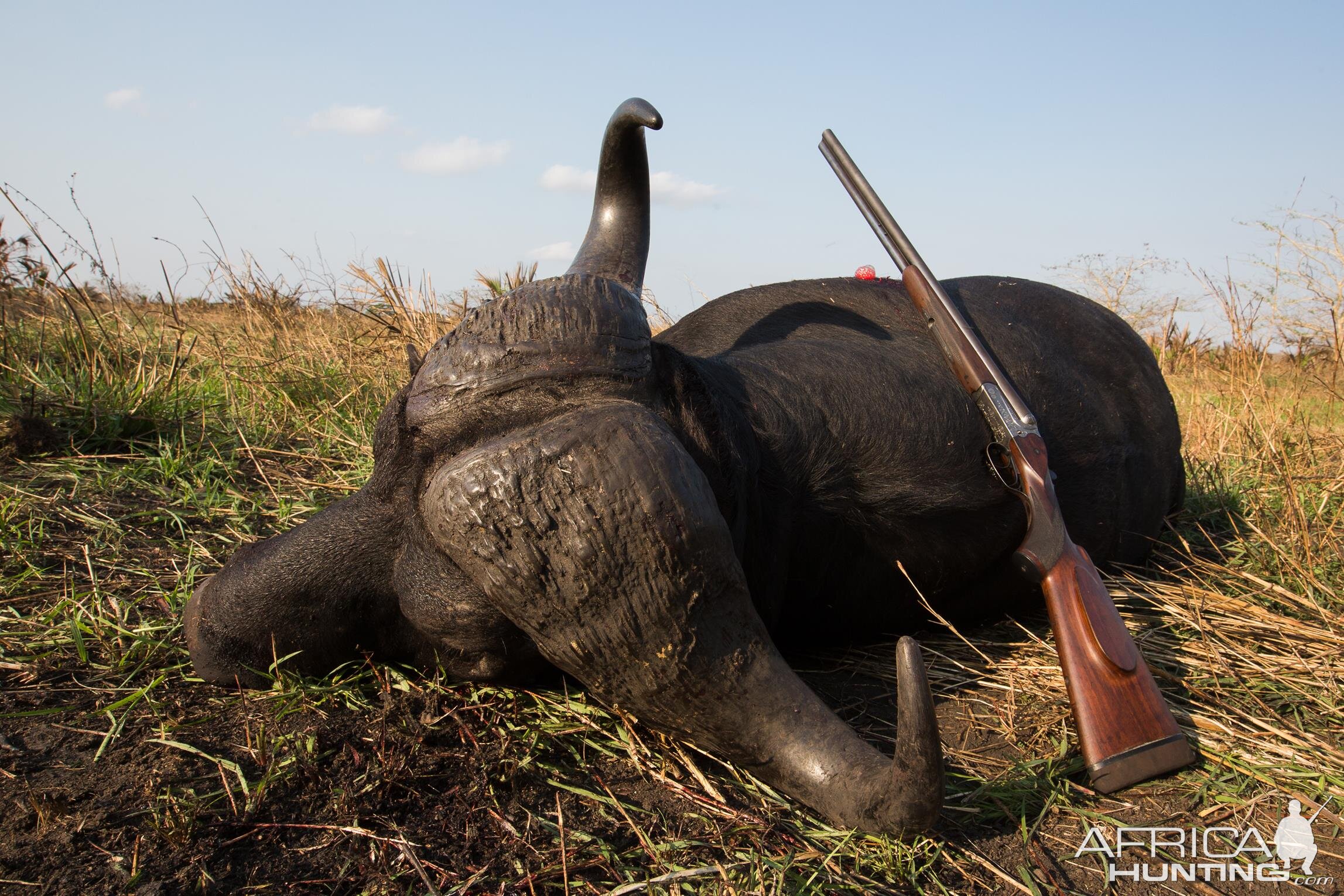 Hunt Buffalo in Mozambique