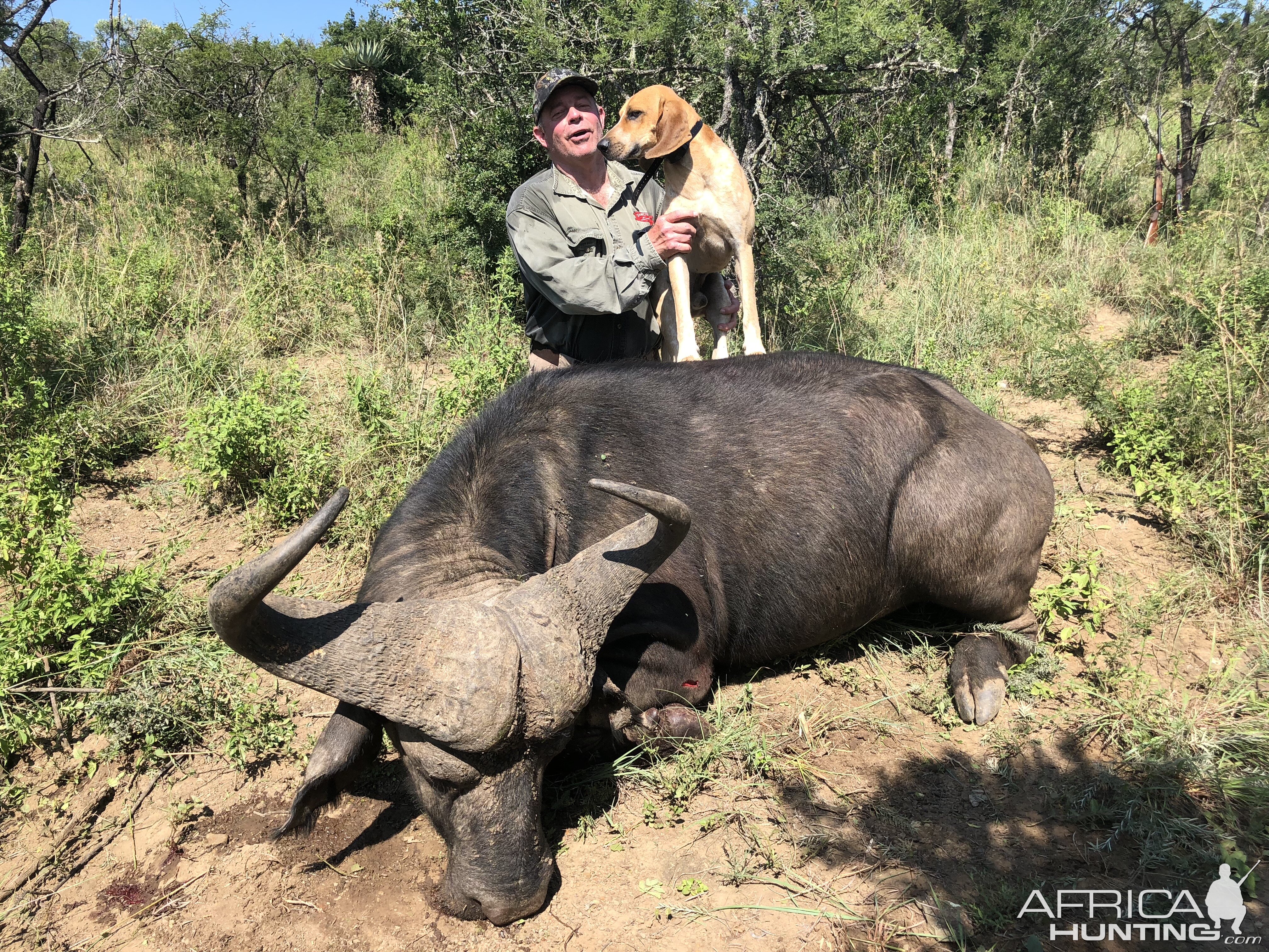 Hunt Buffalo in South Africa