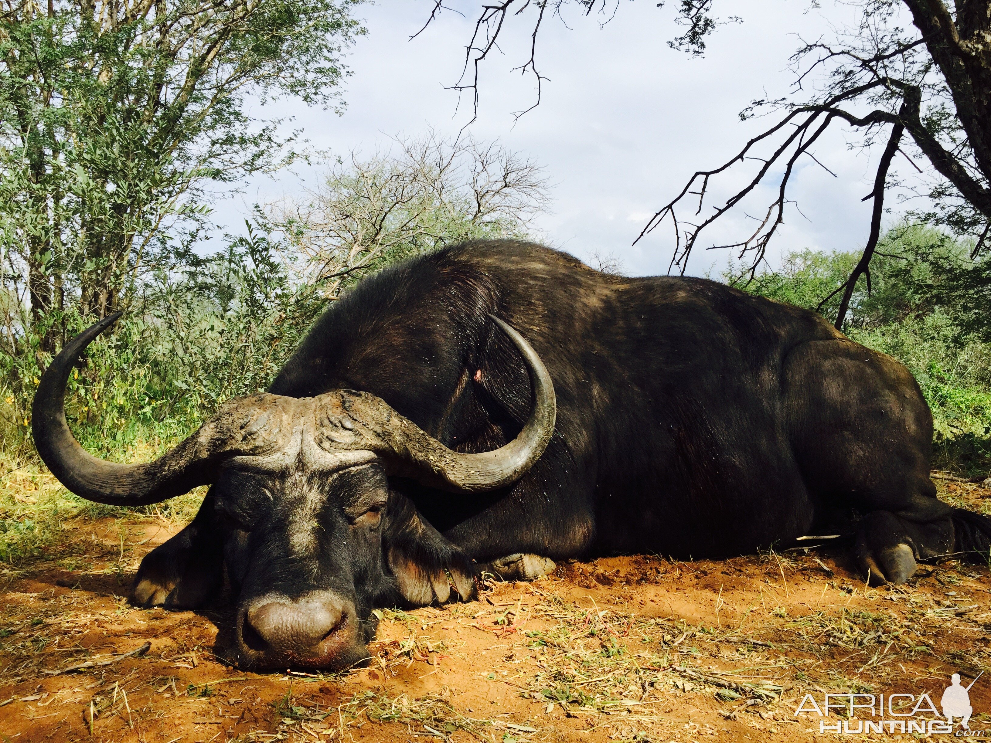 Hunt Buffalo in South Africa