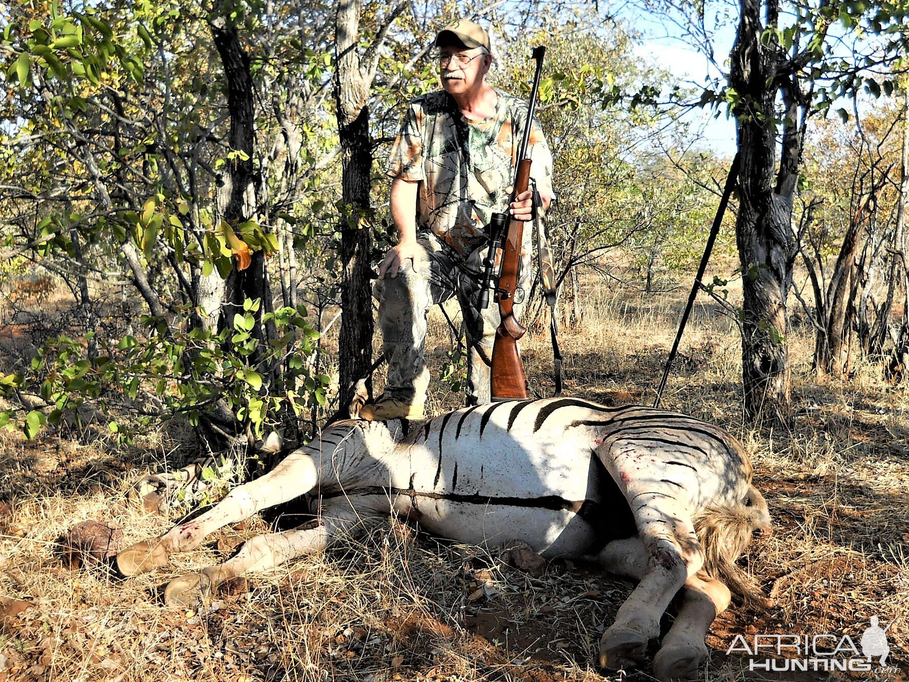 Hunt Burchell's Plain Zebra in Botswana