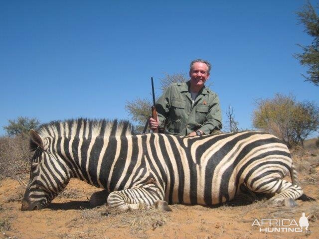 Hunt Burchell's Plain Zebra in Namibia