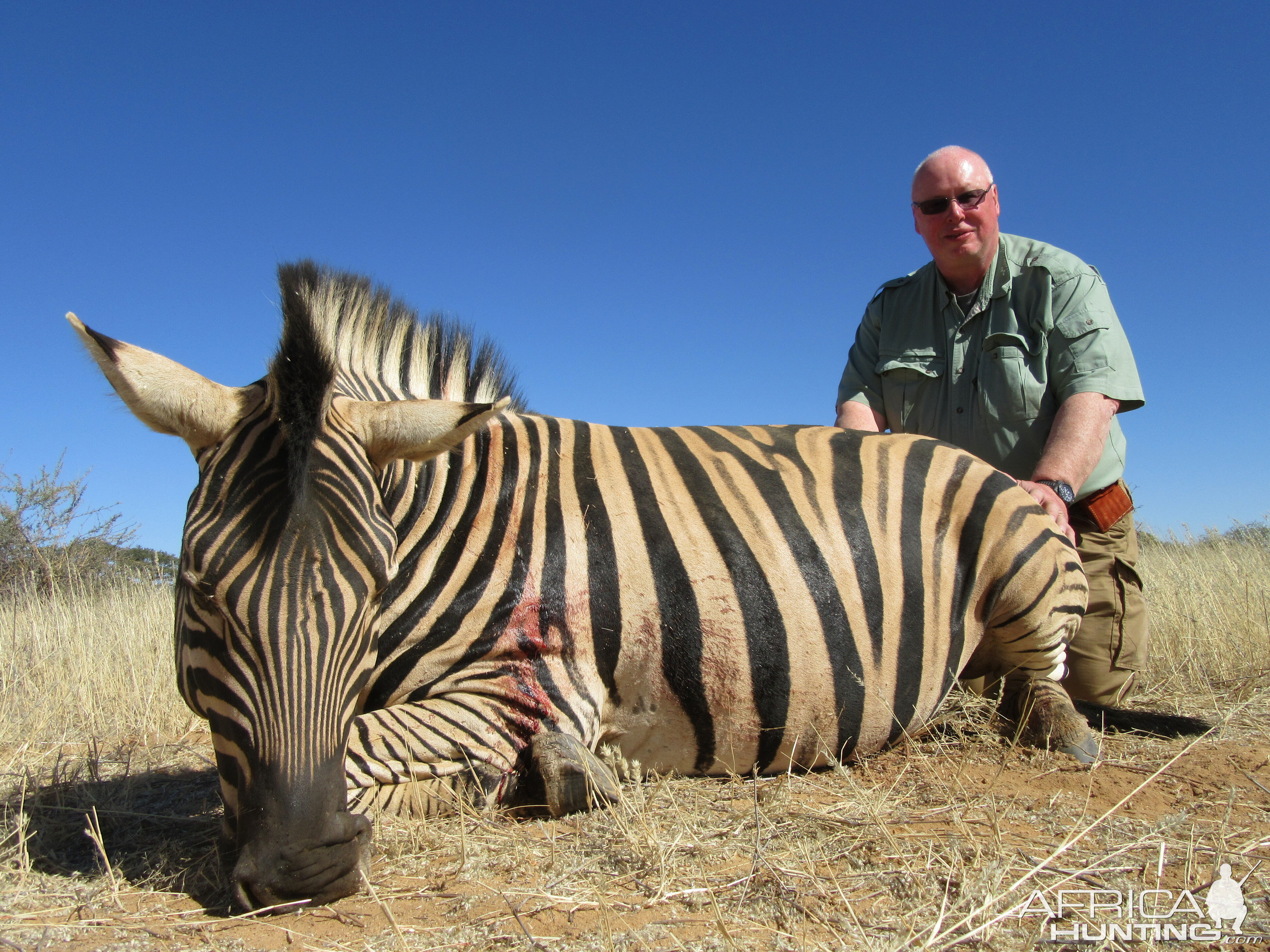 Hunt Burchell's Plain Zebra in Namibia