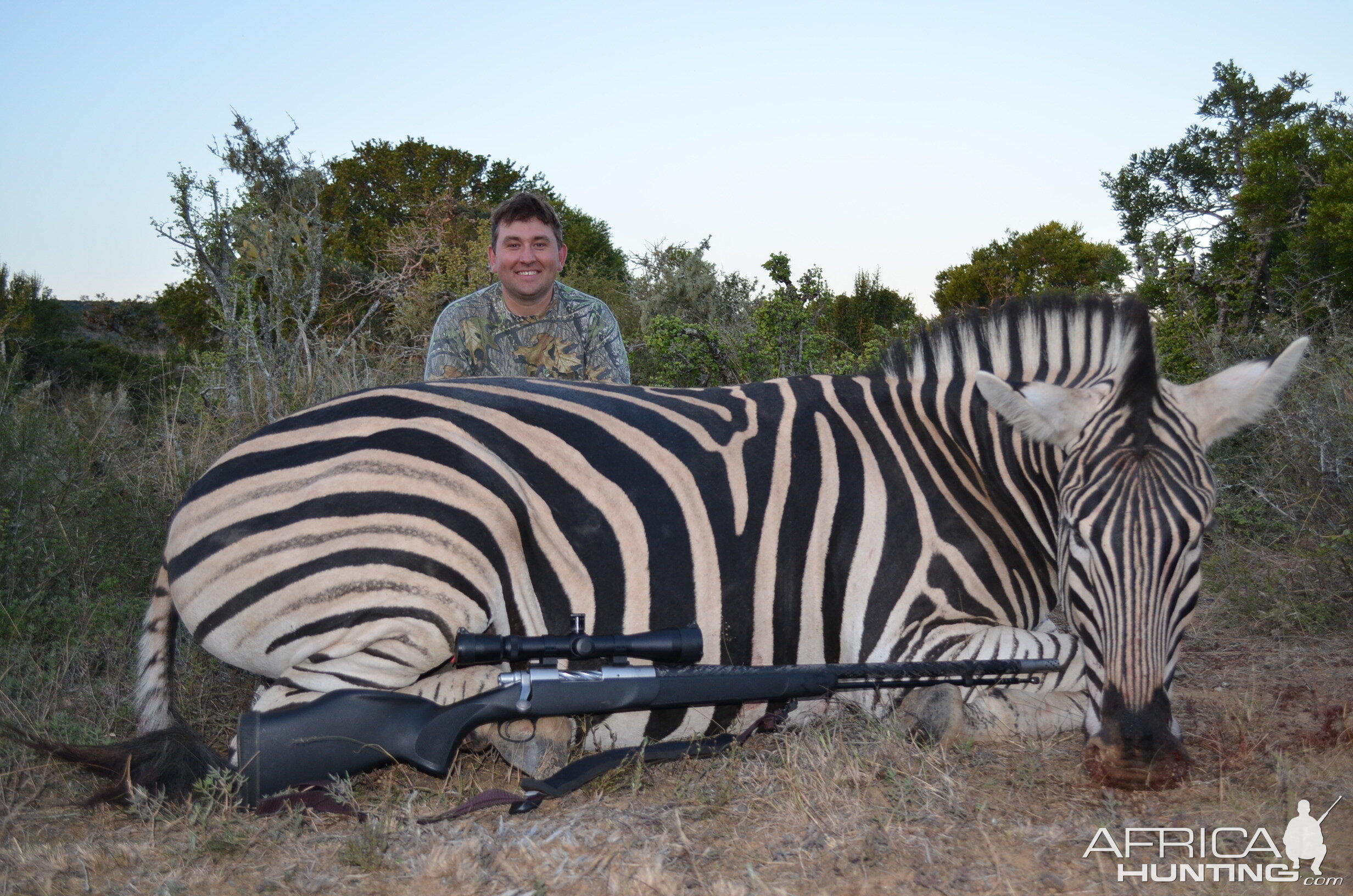 Hunt Burchell's Plain Zebra in South Africa