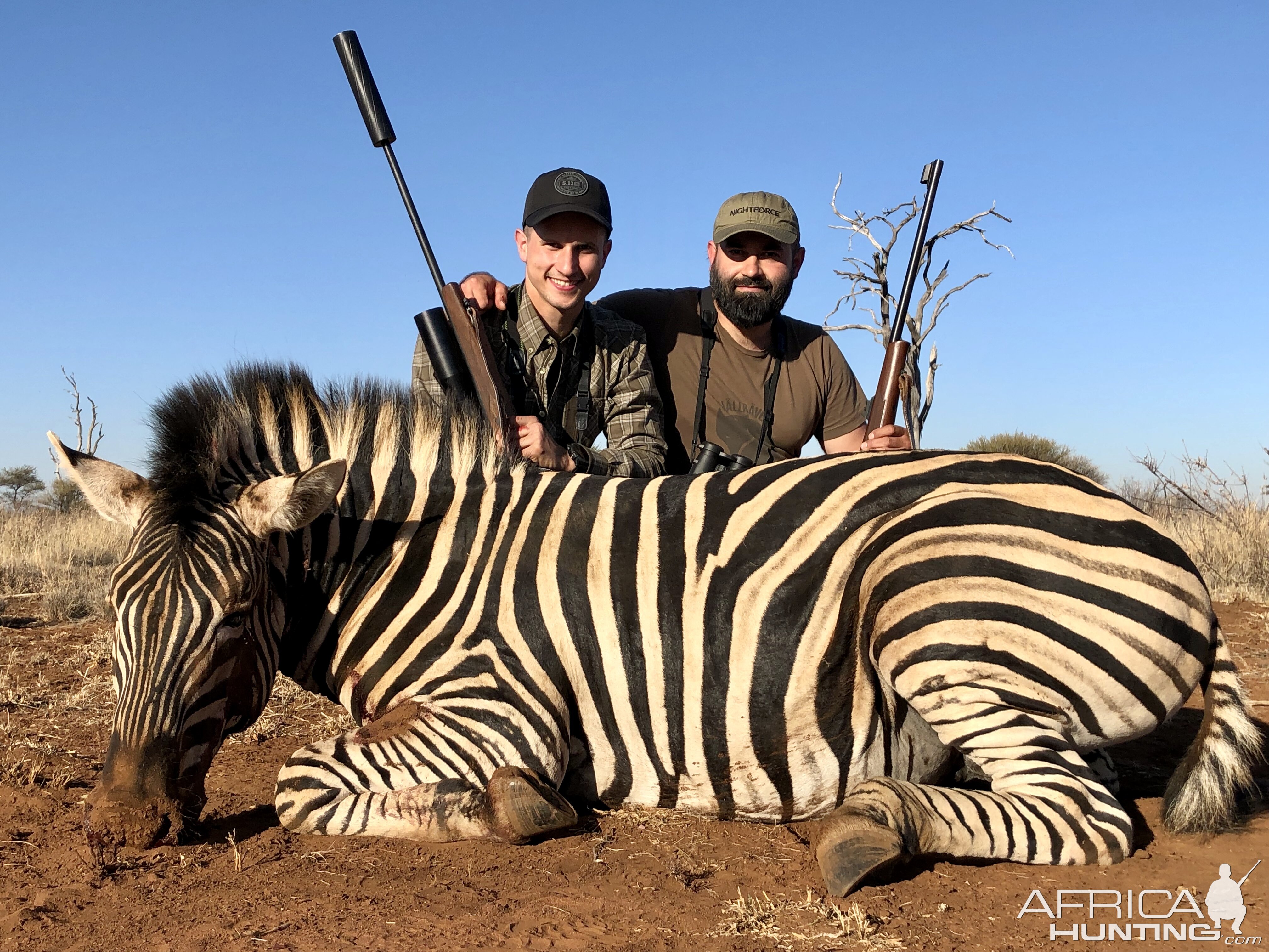 Hunt Burchell's Plain Zebra in South Africa