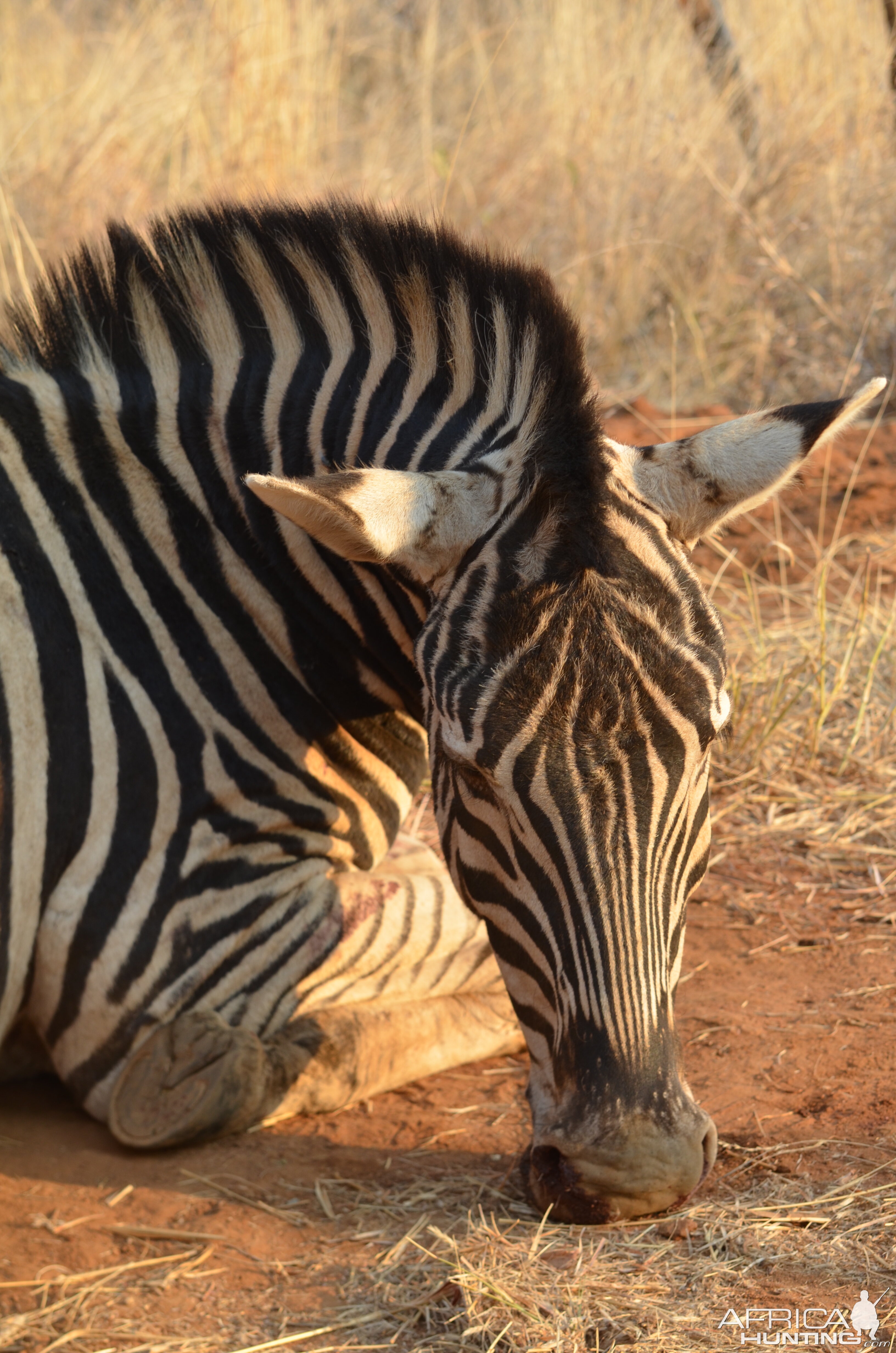 Hunt Burchell's Plain Zebra in South Africa