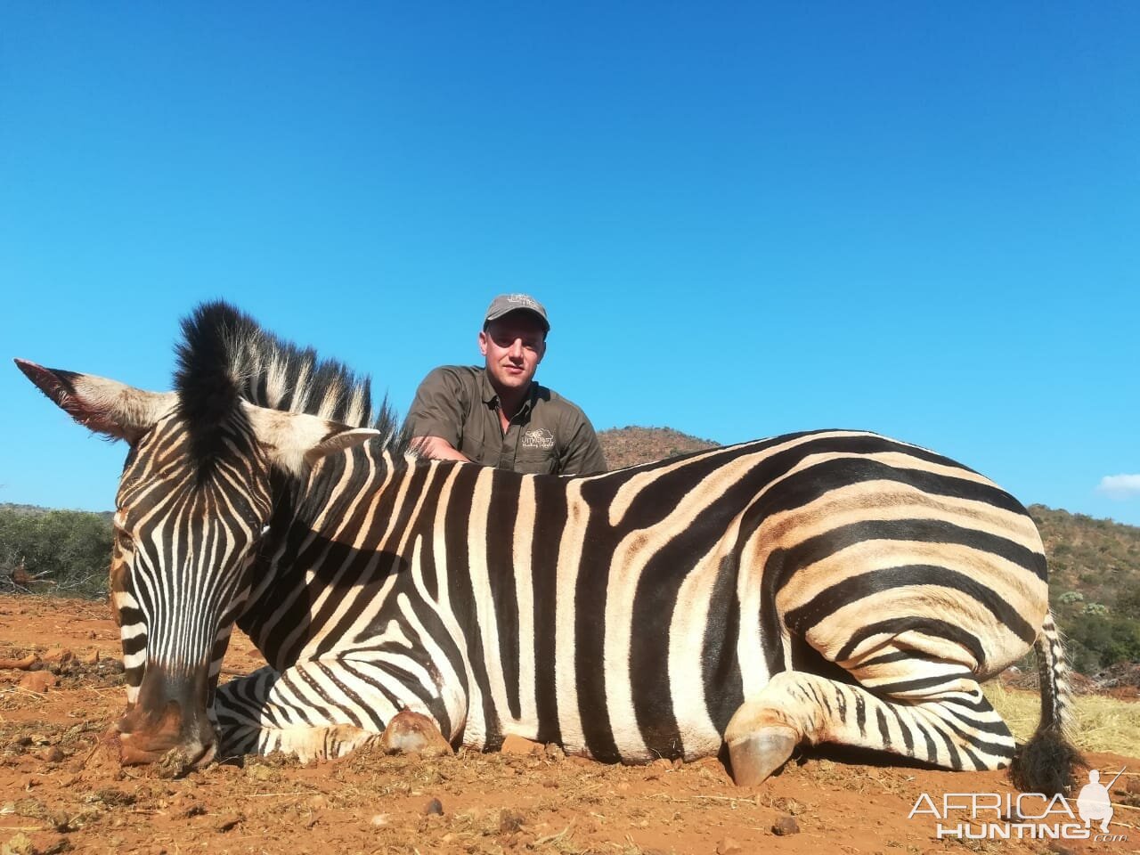 Hunt Burchell's Plain Zebra in South Africa