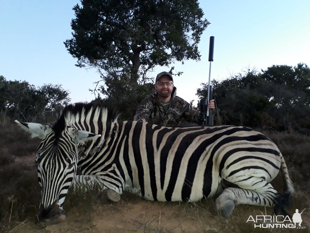 Hunt Burchell's Plain Zebra in South Africa