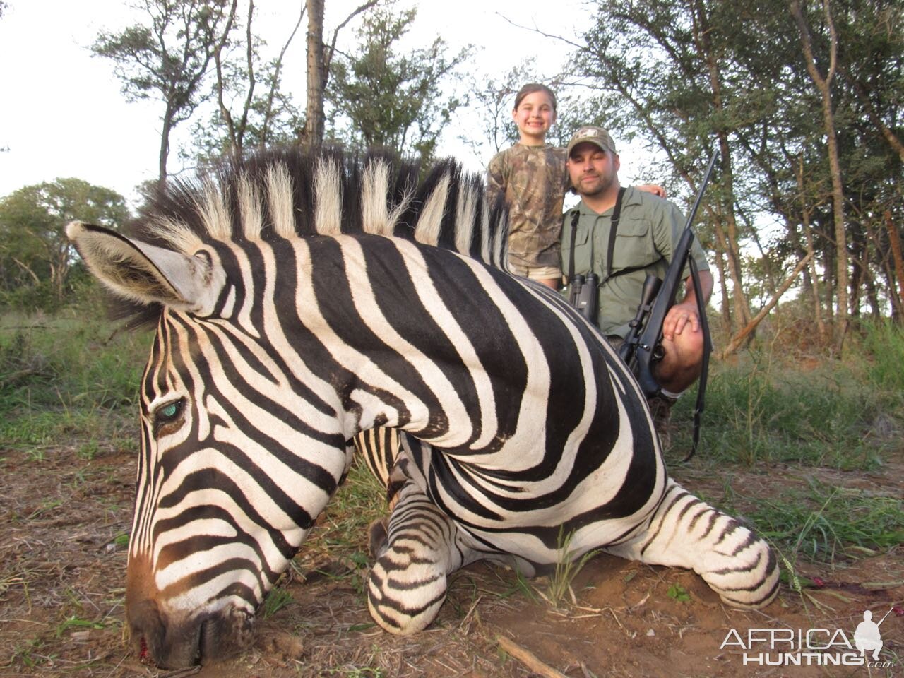 Hunt Burchell's Plain Zebra in South Africa