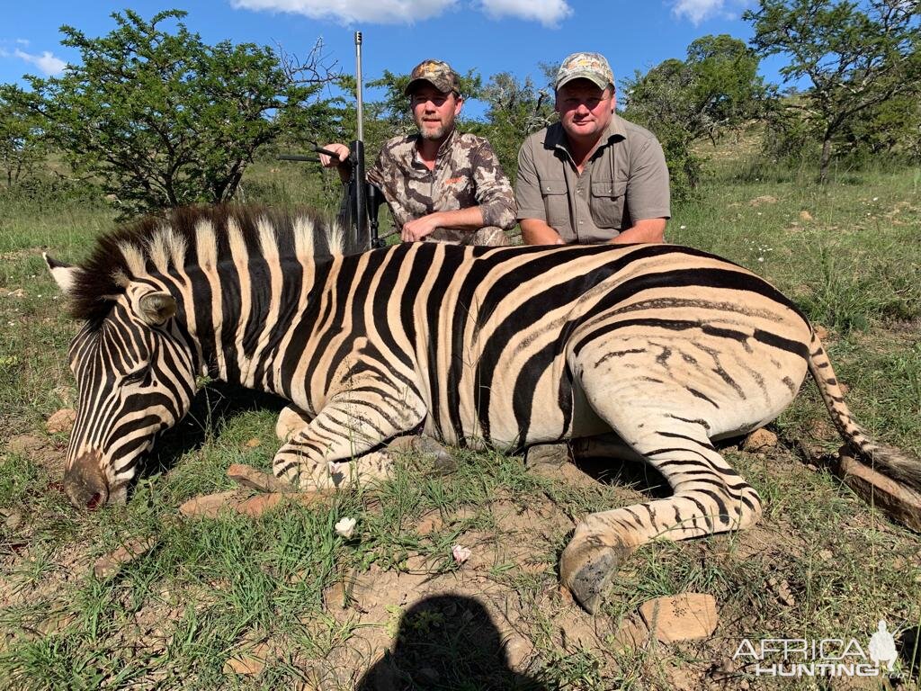 Hunt Burchell's Plain Zebra in South Africa