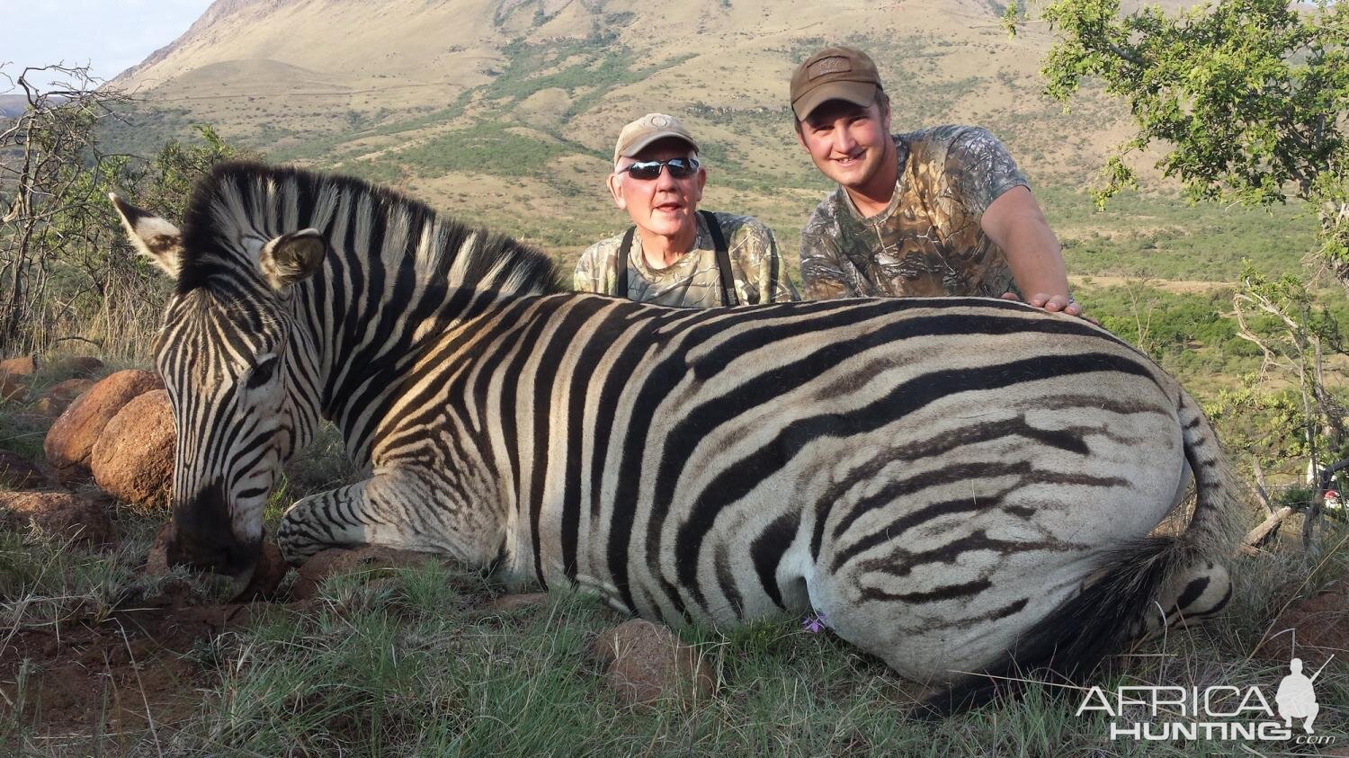 Hunt Burchell's Plain Zebra in South Africa