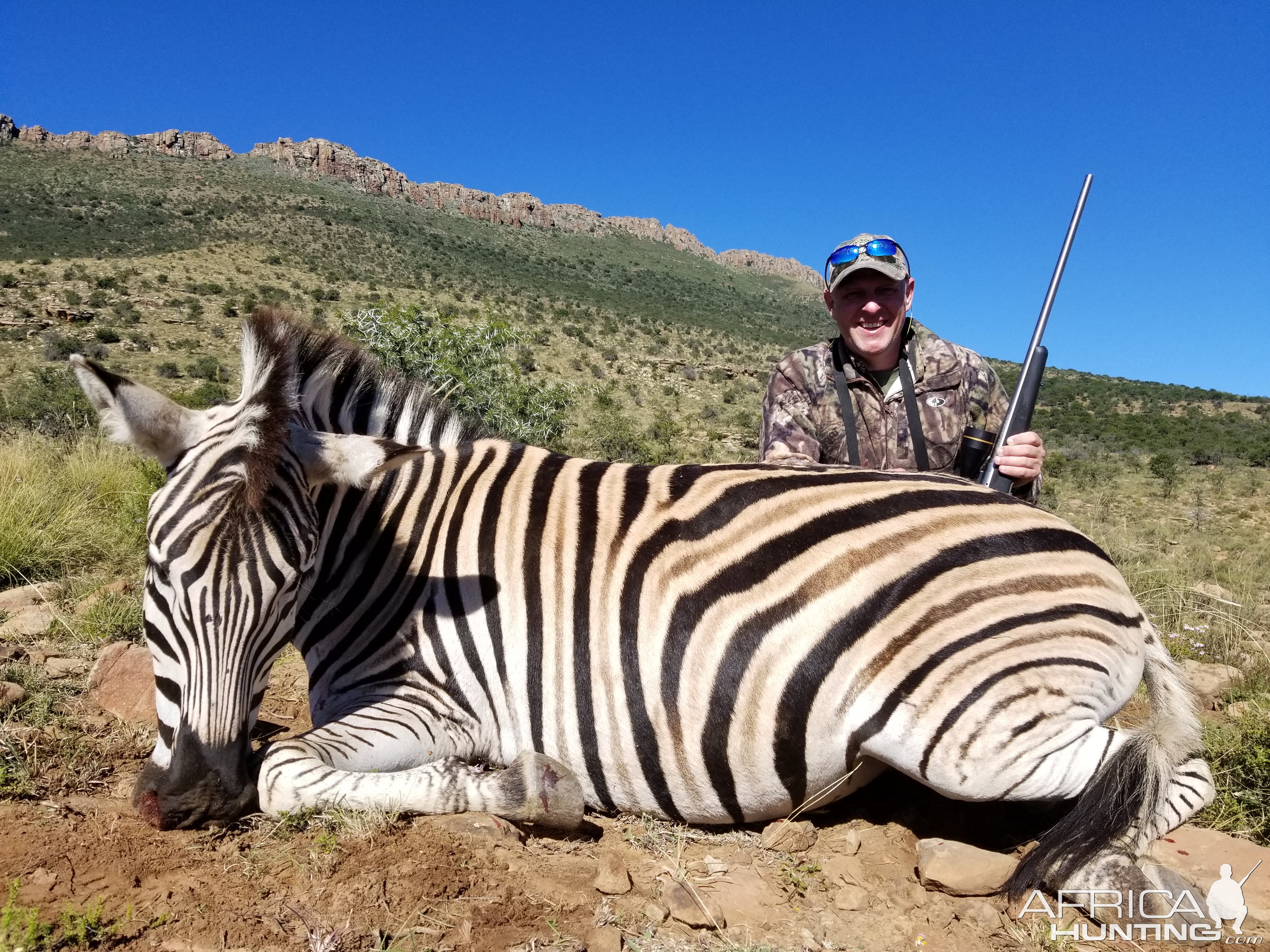 Hunt Burchell's Plain Zebra in South Africa