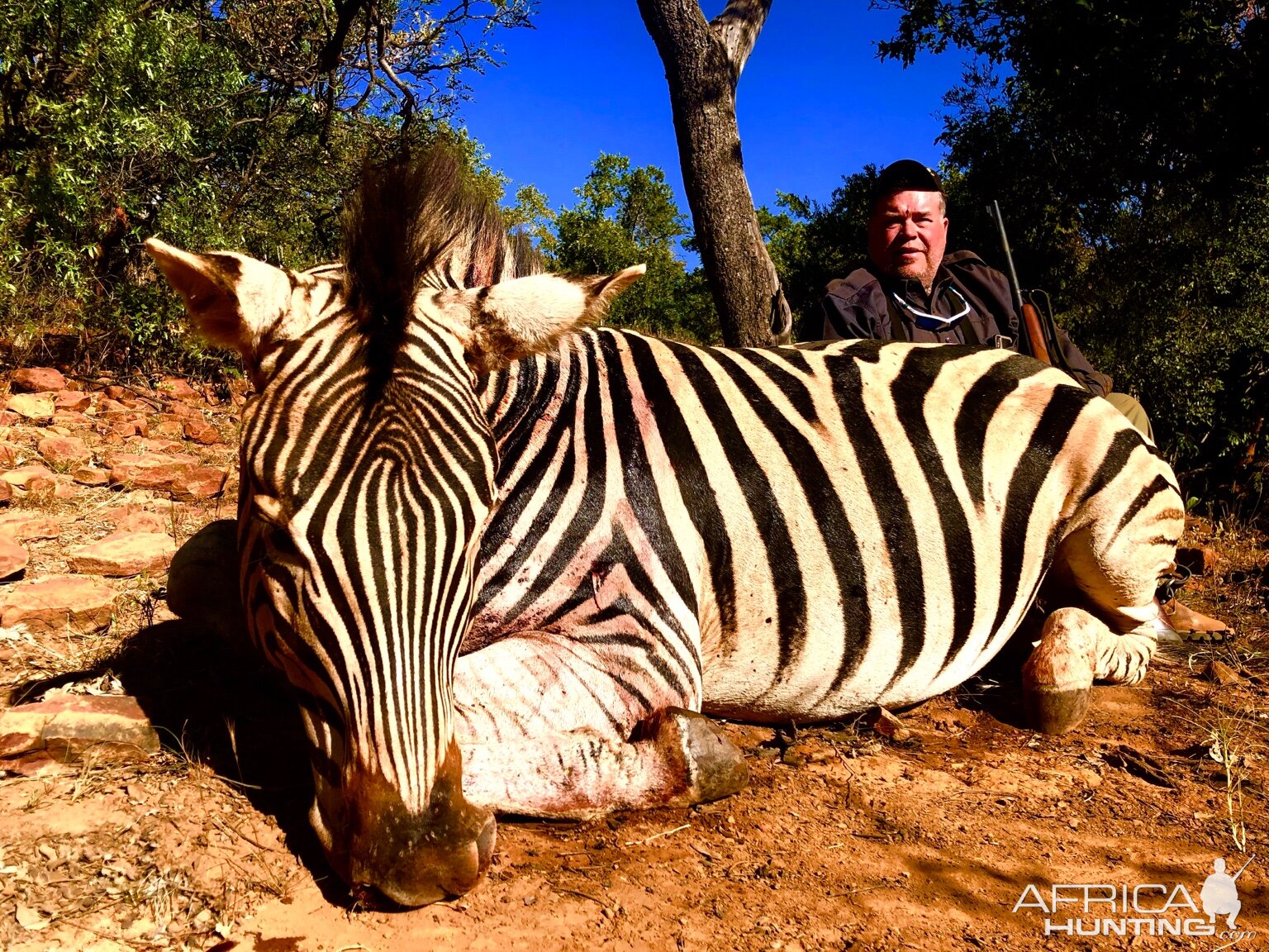 Hunt Burchell's Plain Zebra in South Africa