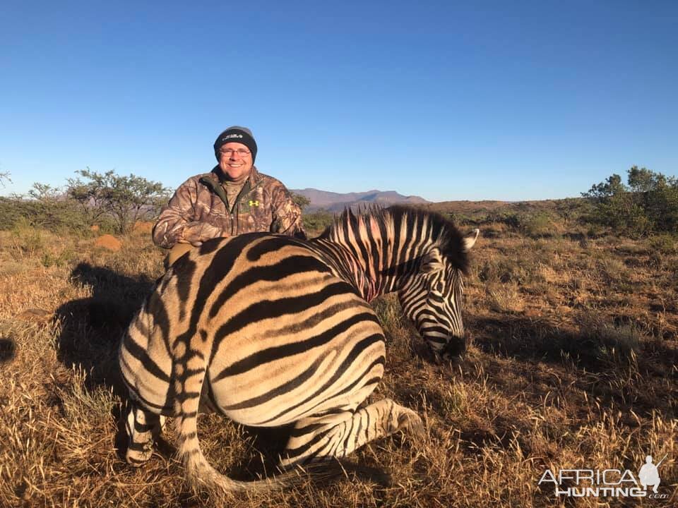 Hunt Burchell's Plain Zebra in South Africa