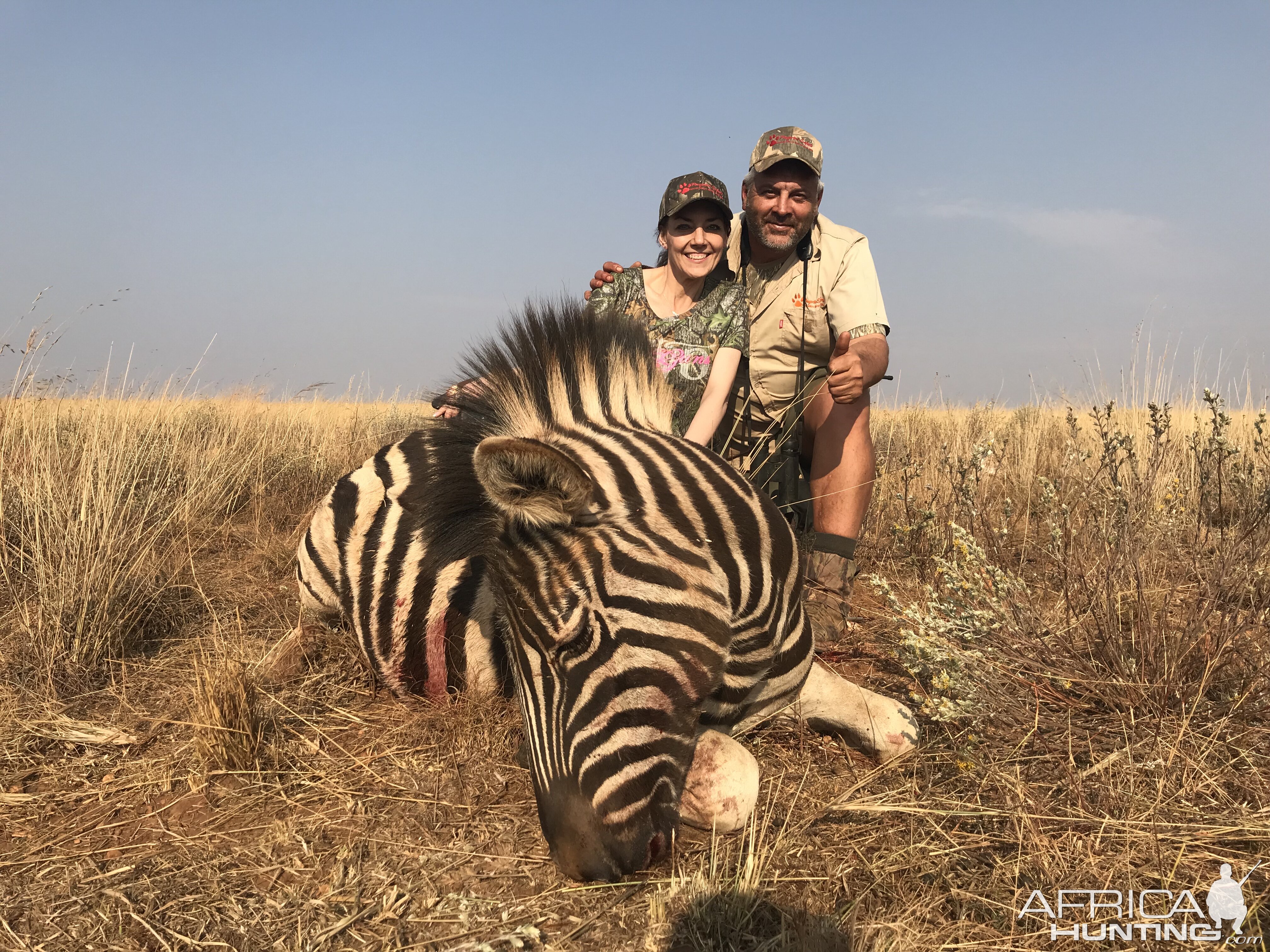 Hunt Burchell's Plain Zebra in South Africa