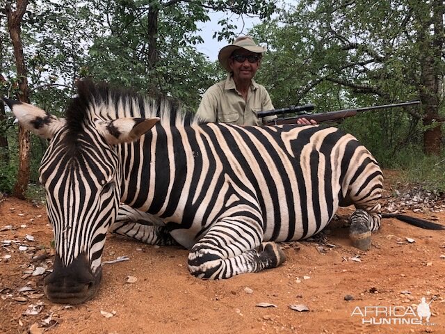 Hunt Burchell's Plain Zebra in South Africa