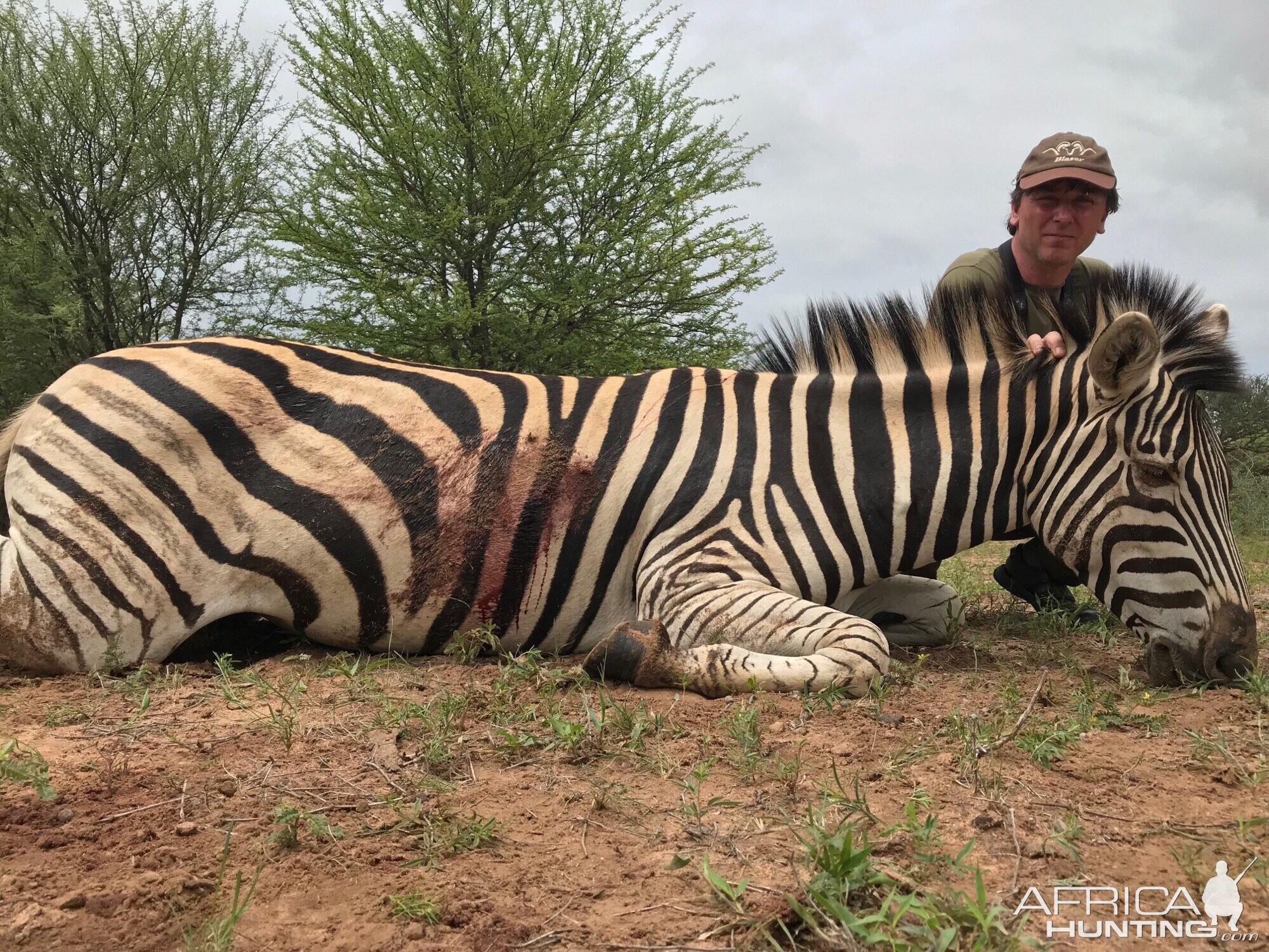 Hunt Burchell's Plain Zebra South Africa