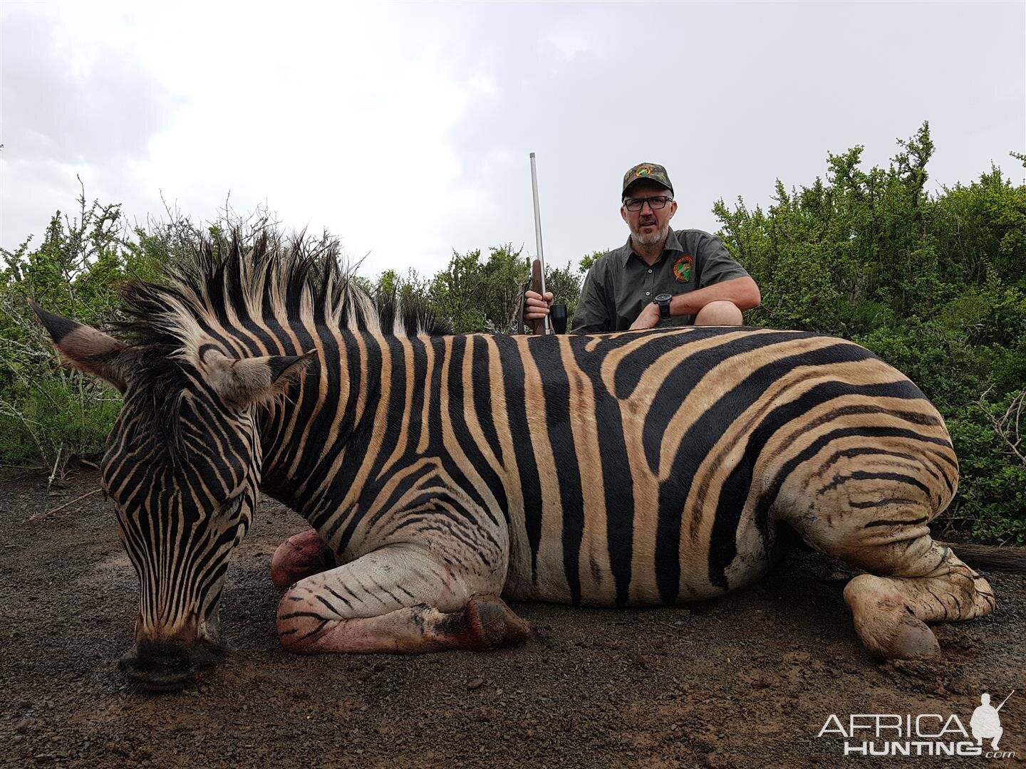 Hunt Burchell's Plain Zebra South Africa