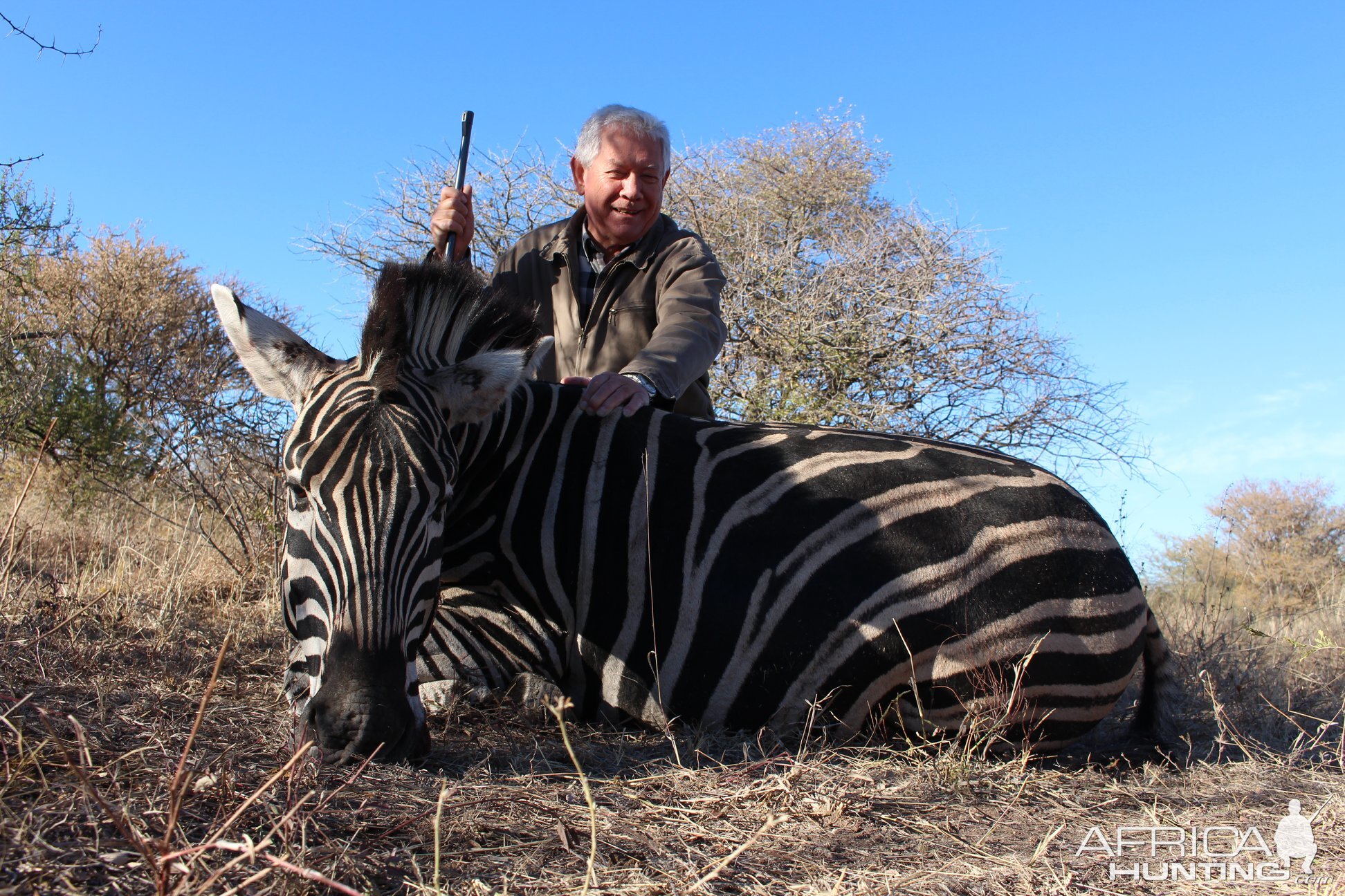 Hunt Burchell's Plain Zebra South Africa