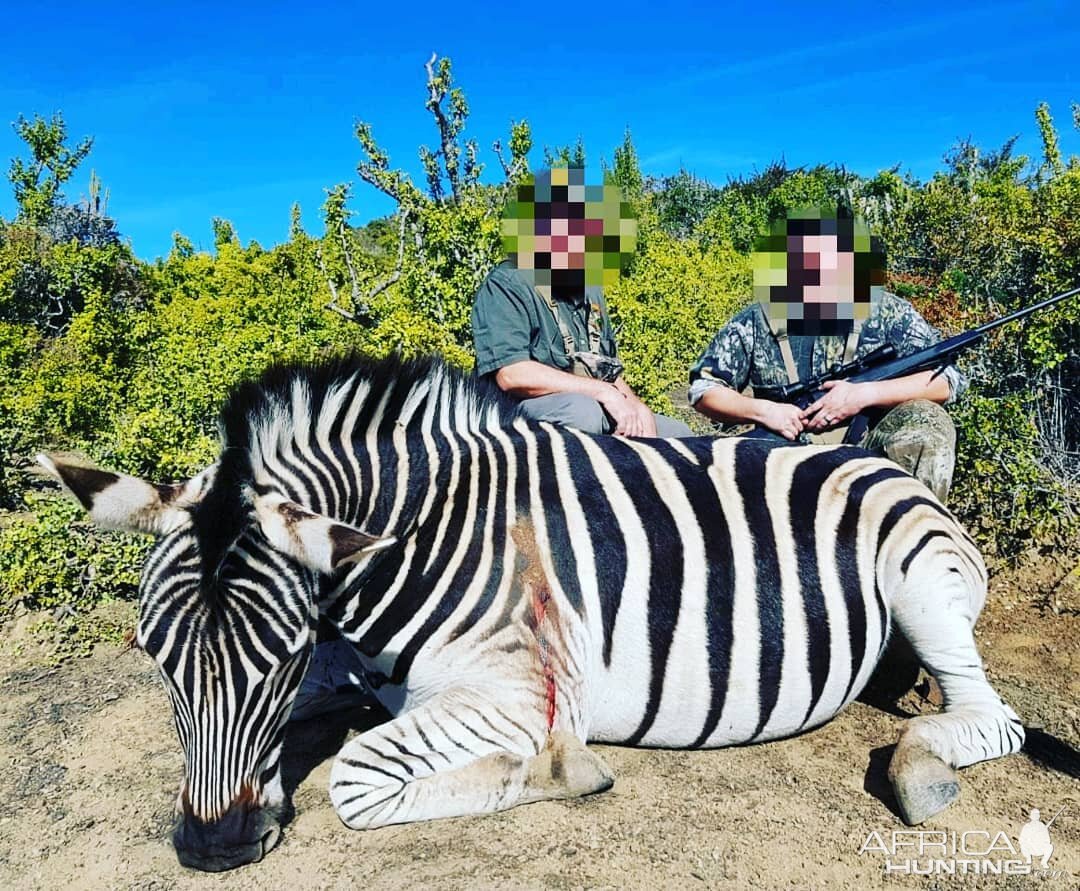 Hunt Burchell's Plain Zebra South Africa