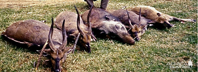 Hunt Bushbuck & Bushpig in South Africa