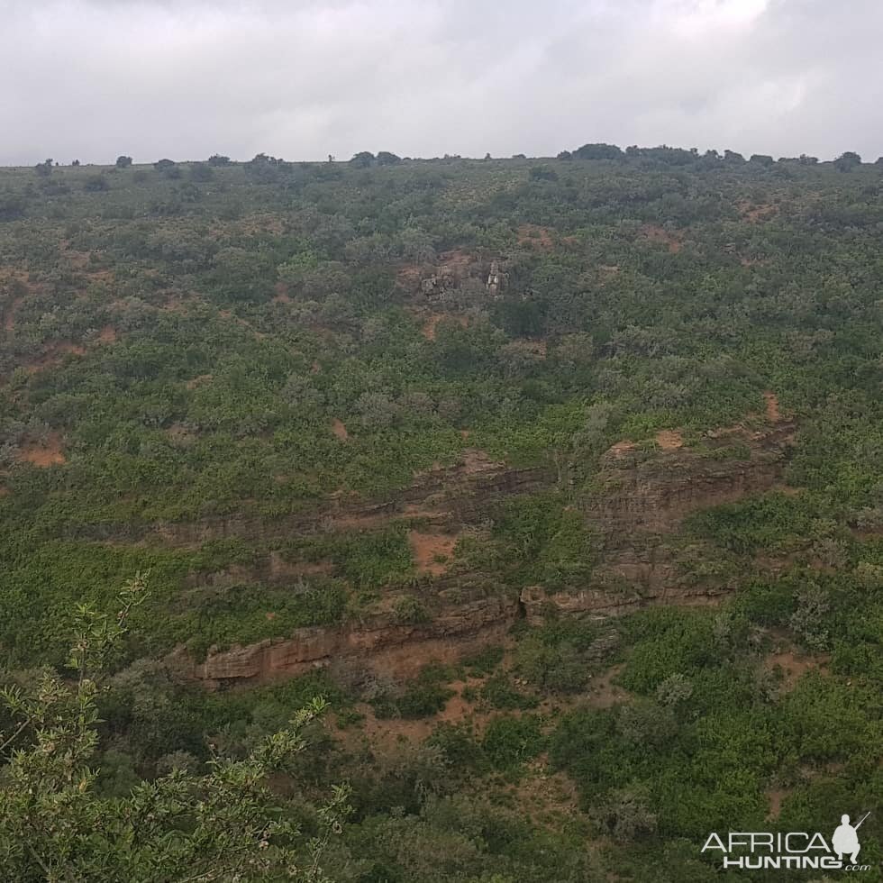 Hunt Bushbuck in South Africa