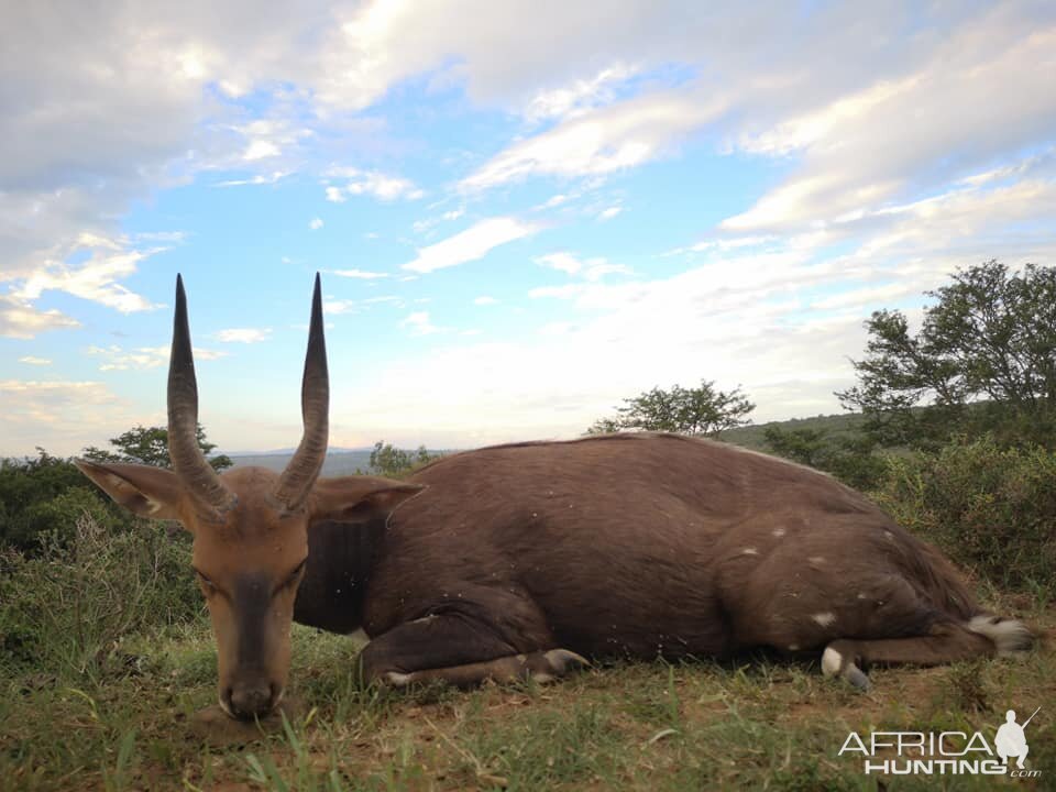 Hunt Bushbuck South Africa