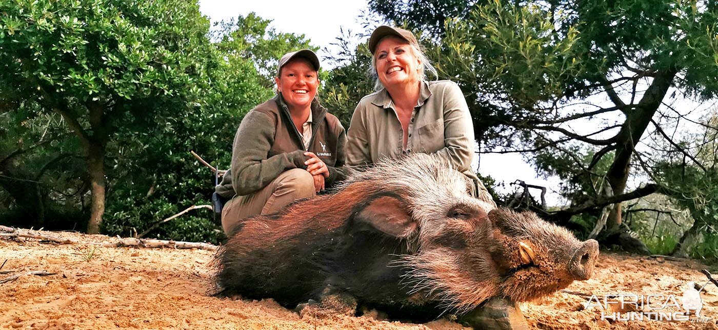 Hunt Bushpig in South Africa