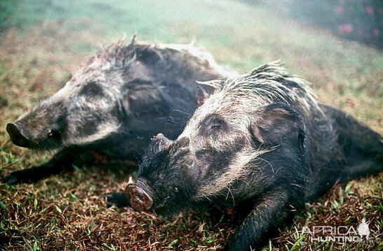 Hunt Bushpig in South Africa