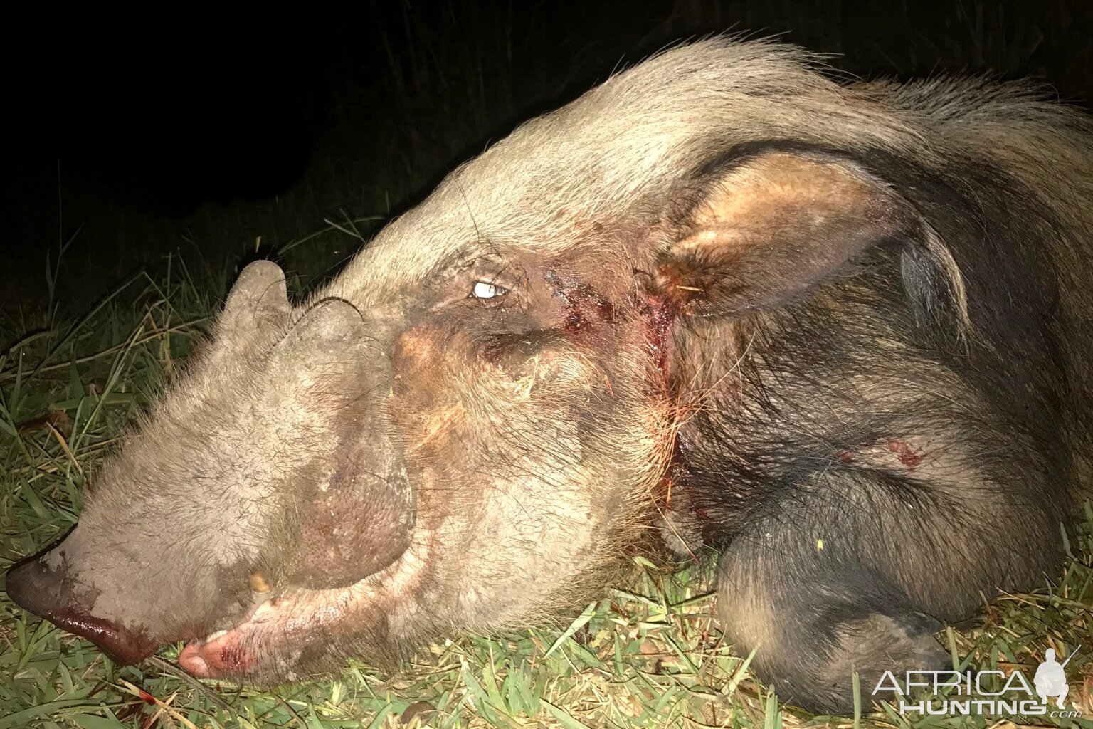 Hunt Bushpig in South Africa