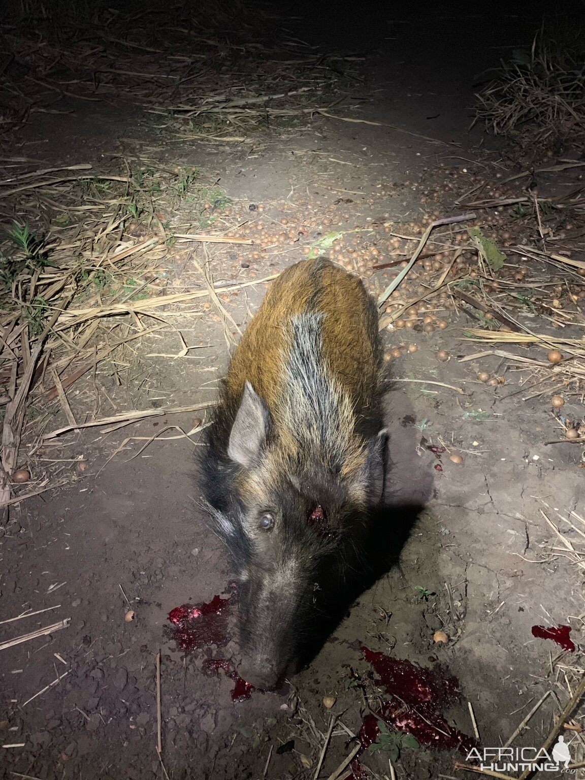 Hunt Bushpig in South Africa