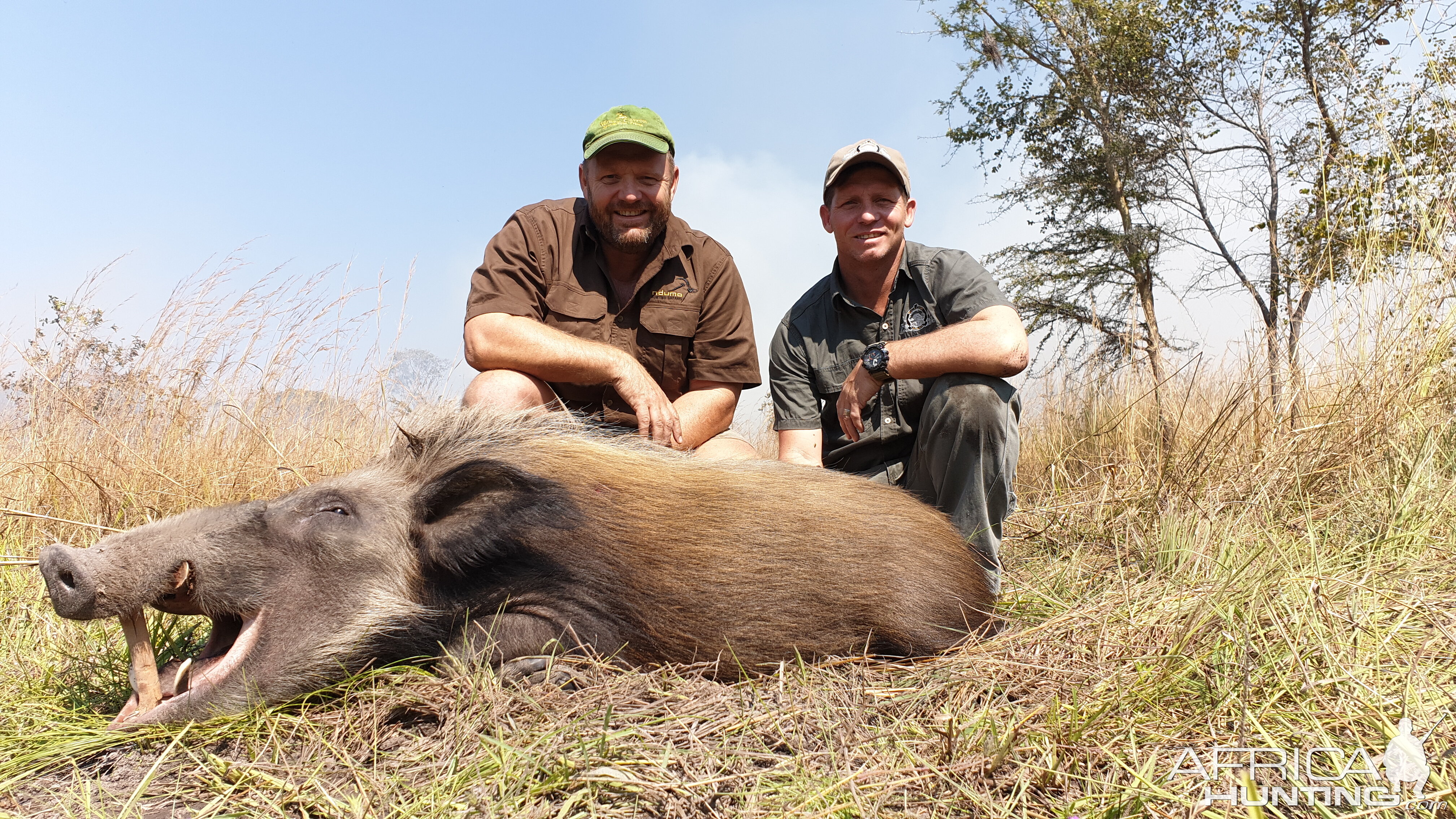 Hunt Bushpig in Tanzania